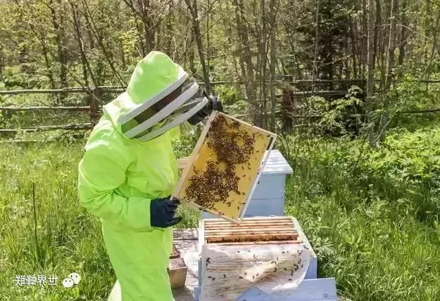 正确加蜂巢脾才能使蜂群发展壮大，那么该怎么加蜂巢脾？